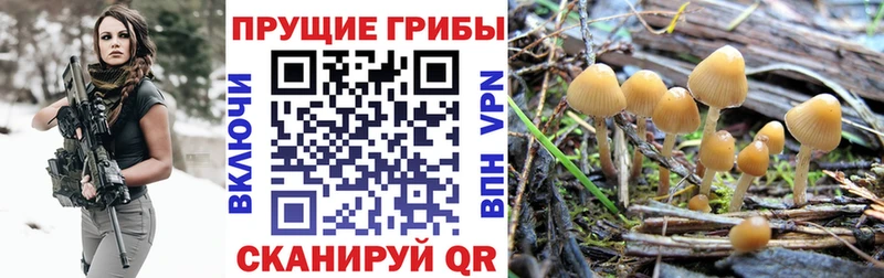 Псилоцибиновые грибы GOLDEN TEACHER  Астрахань 